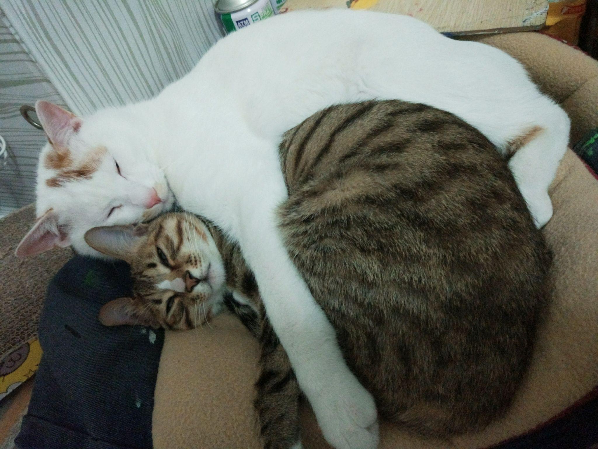 猫奴们可以用图片或者小视频展示一下吸猫的日常吗