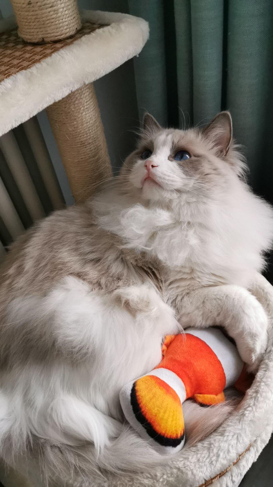 我的布偶猫这是有白耳吗? - 知乎