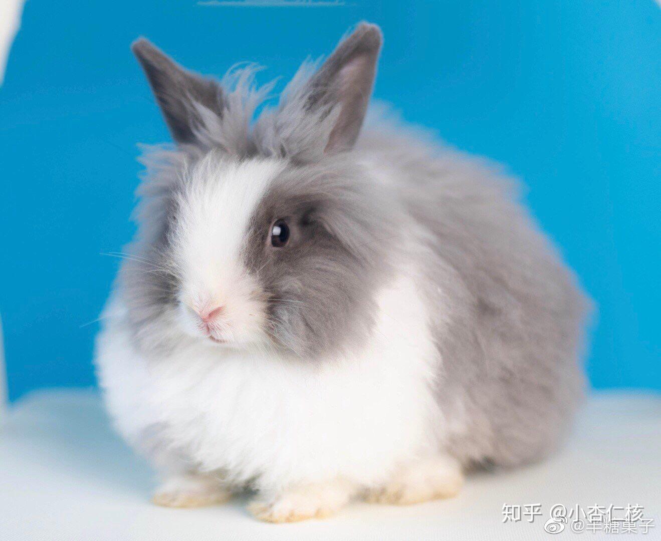 养道奇兔是一种什么样的体验?