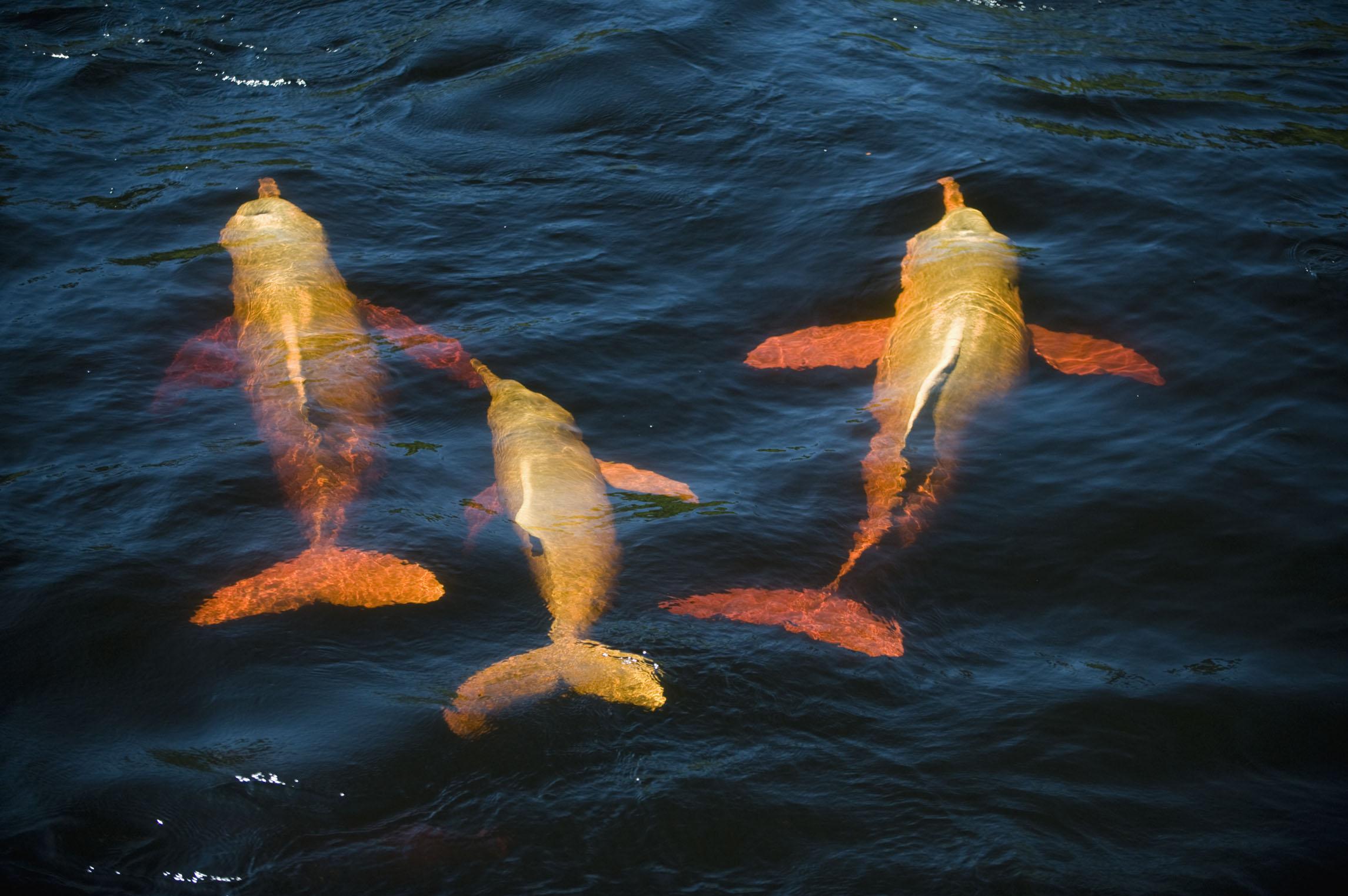 海豚作为捕捞鲨鱼的诱饵被大量捕杀能制止这种行为吗