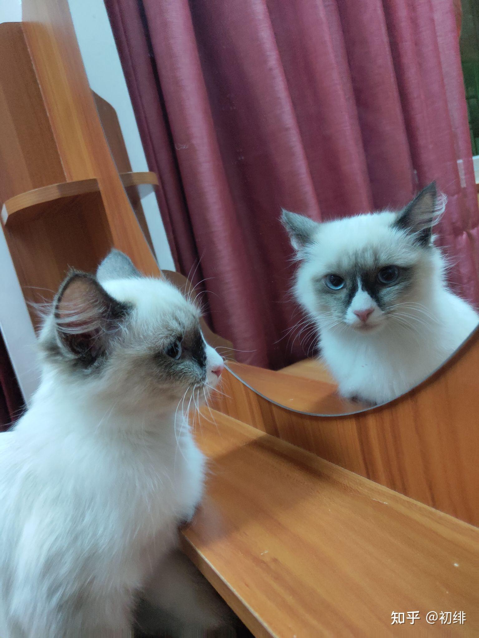 布偶猫和暹罗猫的串串什么样的