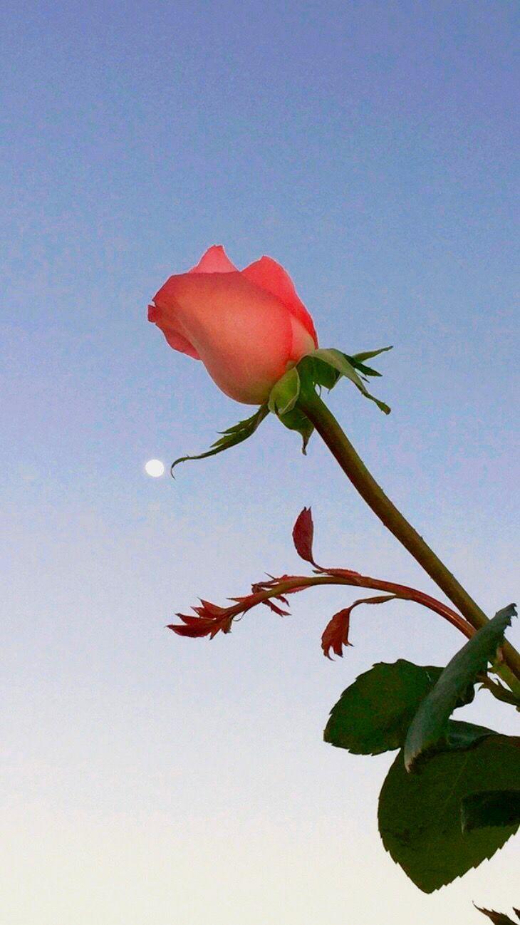 有没有很阳光清新绿色自然让人心情好的风景壁纸