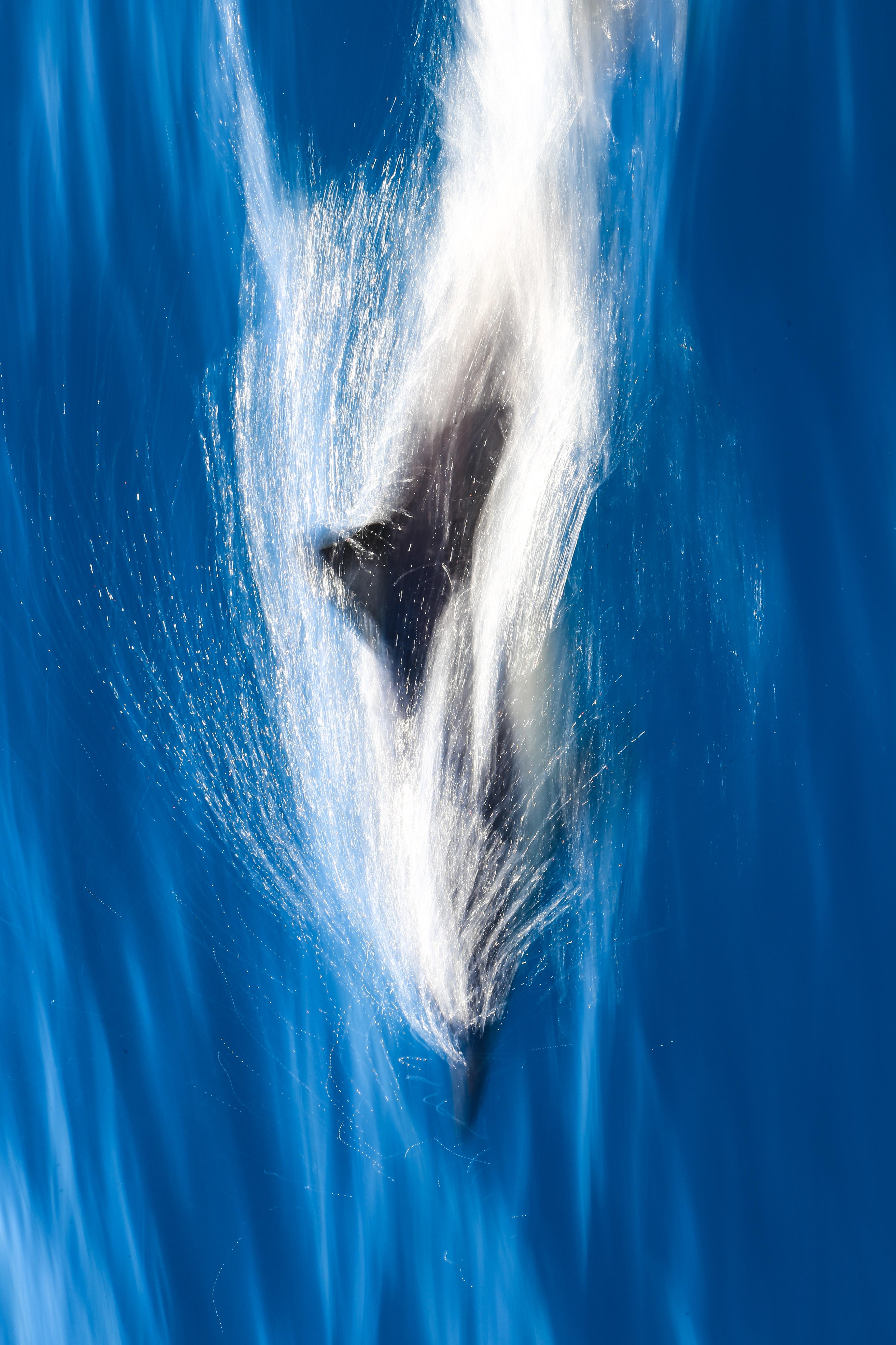 有蓝色鲸鱼的手机壁纸吗?