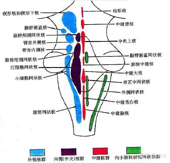 脑干网状结构解剖图片