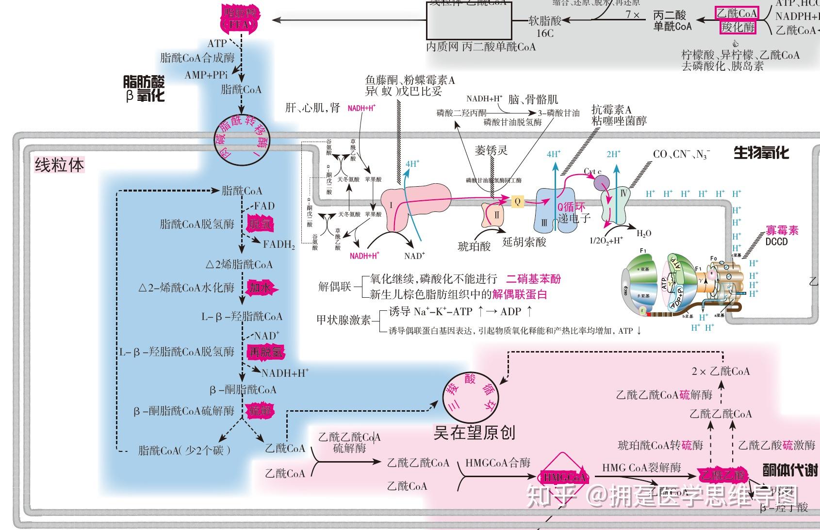 人体的脂质代谢是怎么个流程? - 知乎
