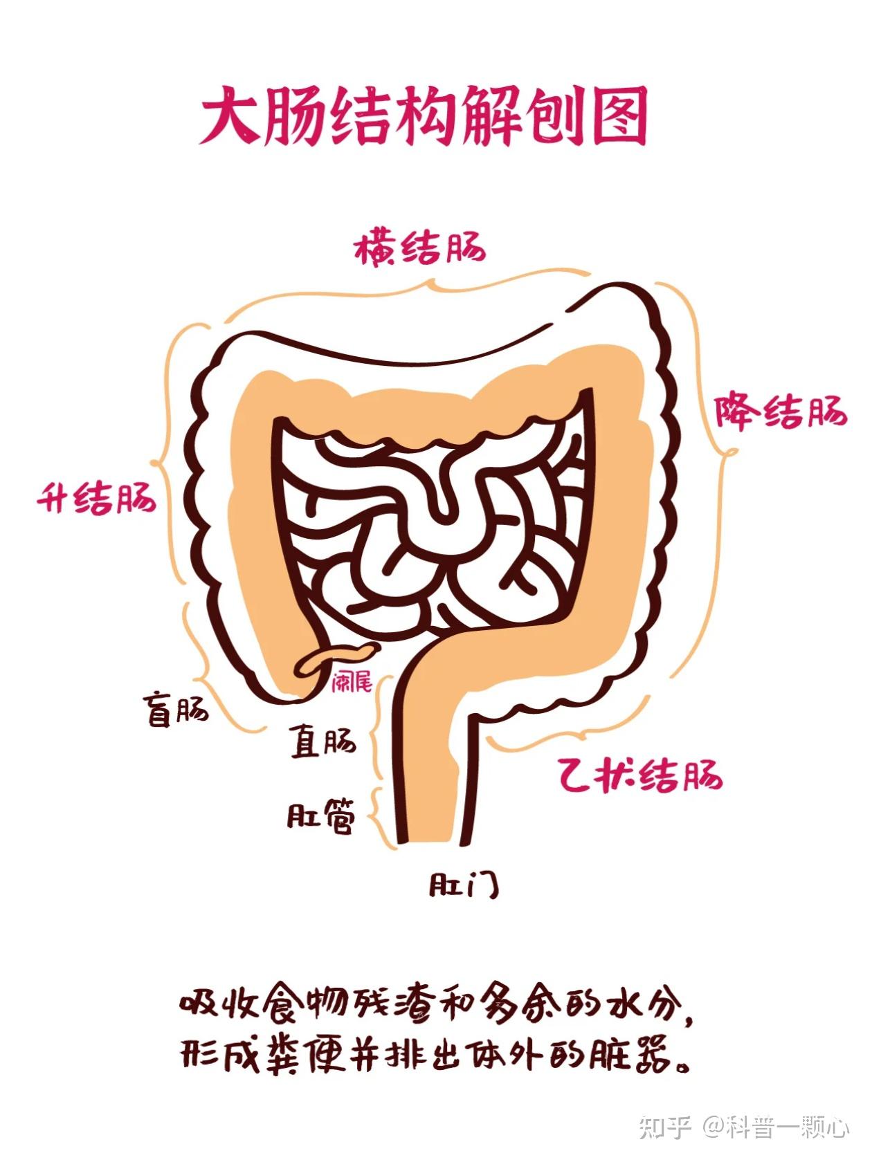 每天中午吃完饭后快走40分钟会有好处吗