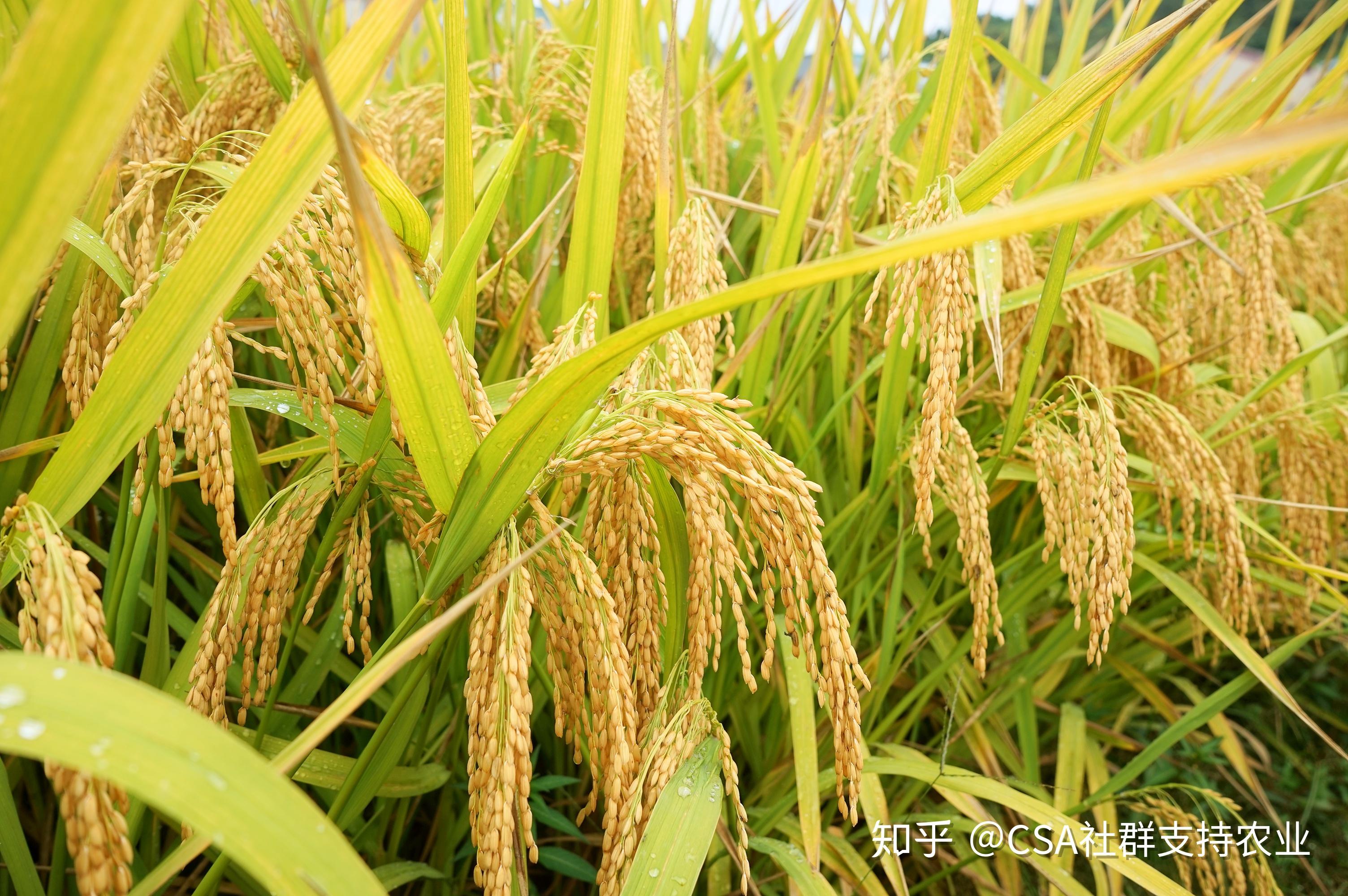 籼稻与粳稻的区别以及历史?