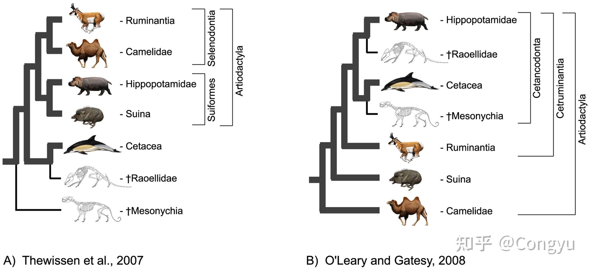 为什么把有蹄类下面的动物分成偶蹄目和奇蹄目而不是 1、2、3 蹄目? 知乎