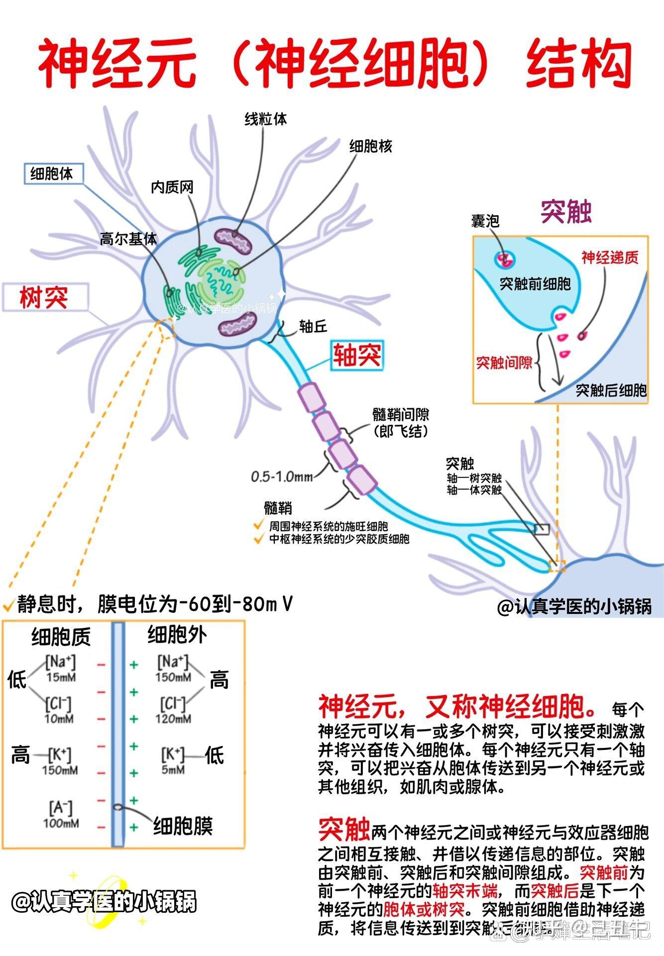 现代医学举世公认的神经系统在人体所有系统中的核心主导作用(2) - 知乎