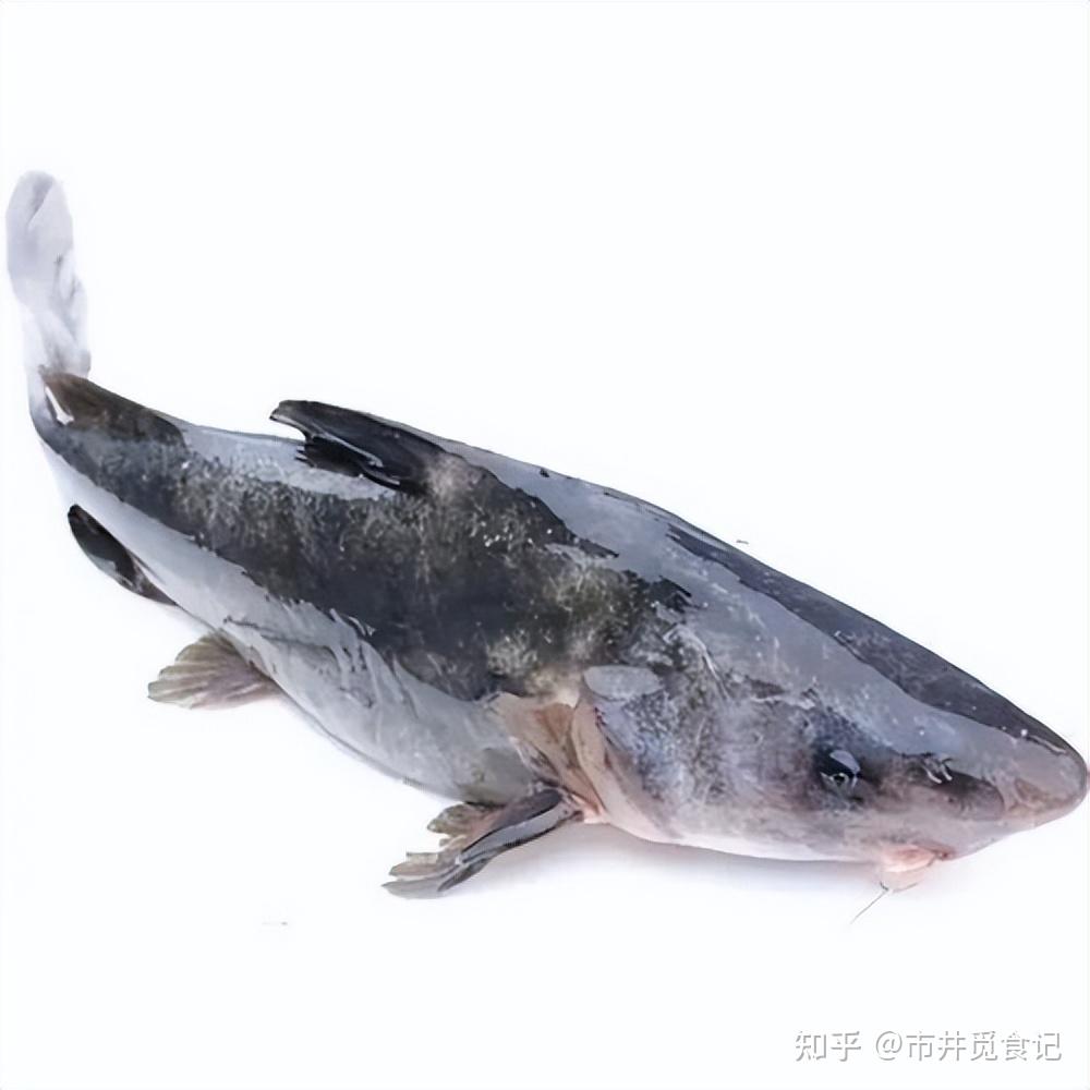 中国 “十大好吃” 的淡水鱼,鳜鱼青鱼上榜,好吃的鱼果然不常见 - 知乎