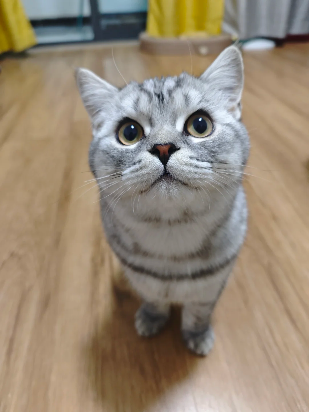 猫不听话故意饿它两天会怎么样？ - 知乎
