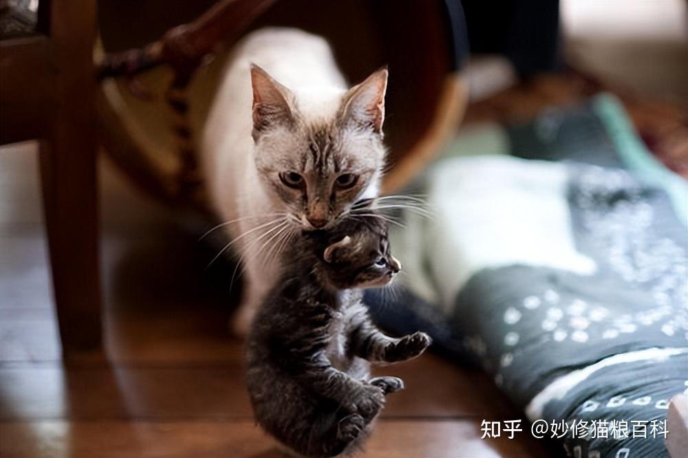 如果将母猫的小孩拿走,那么它会知道小猫不见了吗? - 知乎