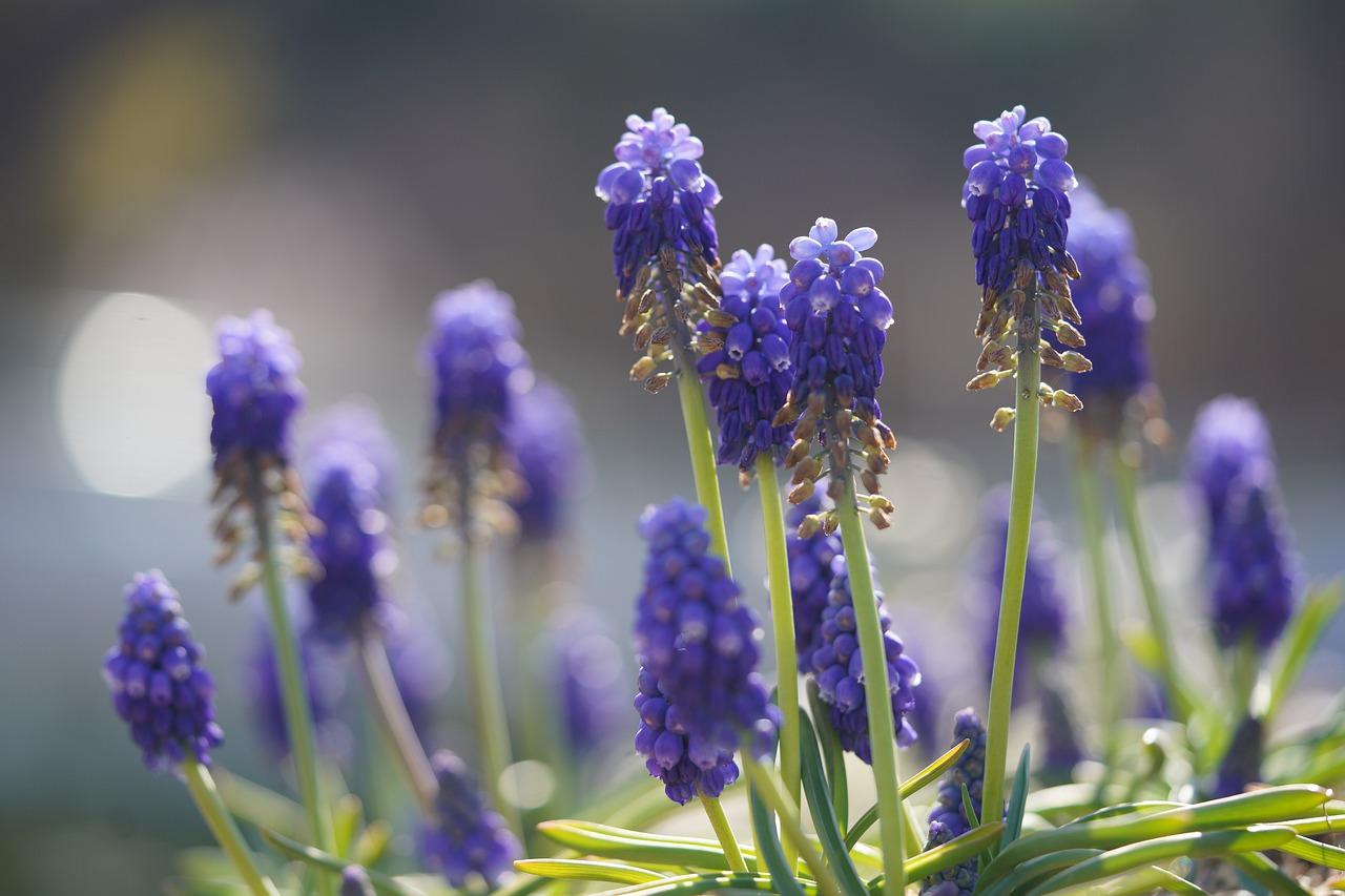 春兰品种特点解析