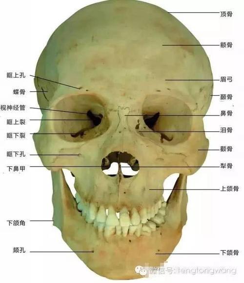 眼睛小梁位置图片