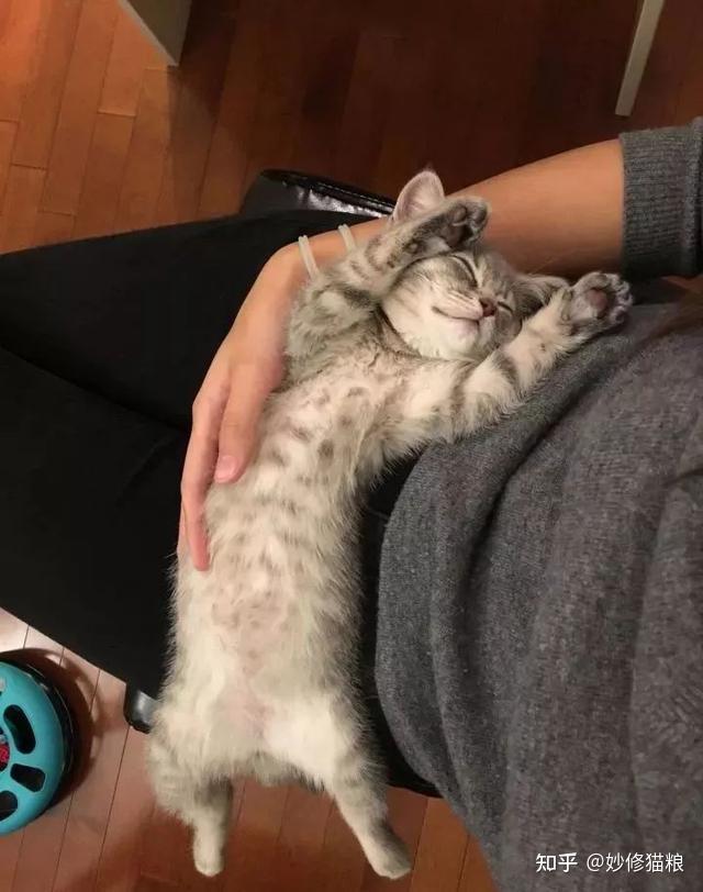 养猫跟不养猫的人,差距真的很大,这些特征瞒不住 - 知乎