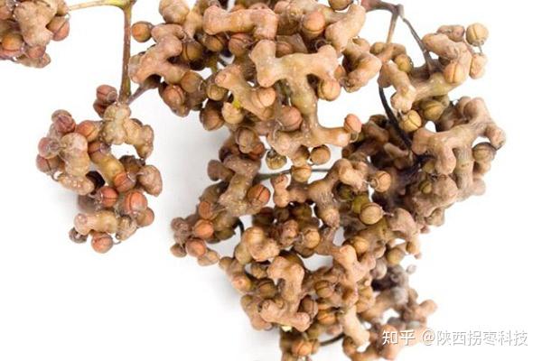 拐枣 | 这种世界上最古老的水果，你吃过吗？ - 知乎