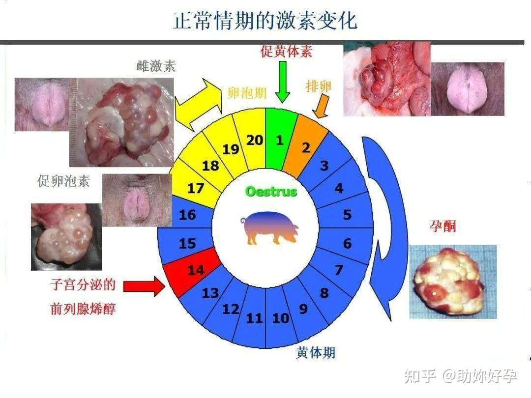 母猪的排卵受孕过程，清晰呈现在你眼前，有图有真相！ - 知乎