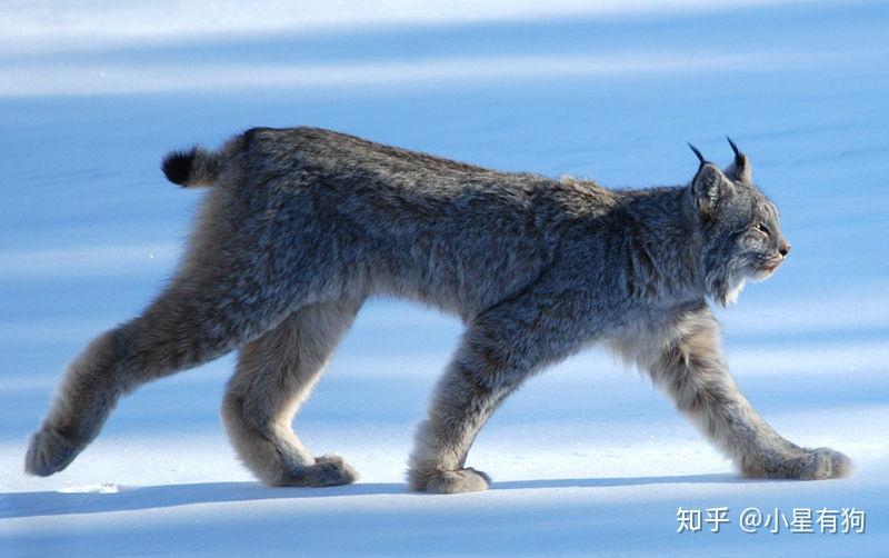 猫科の完全指南②--猞猁谱系 - 知乎