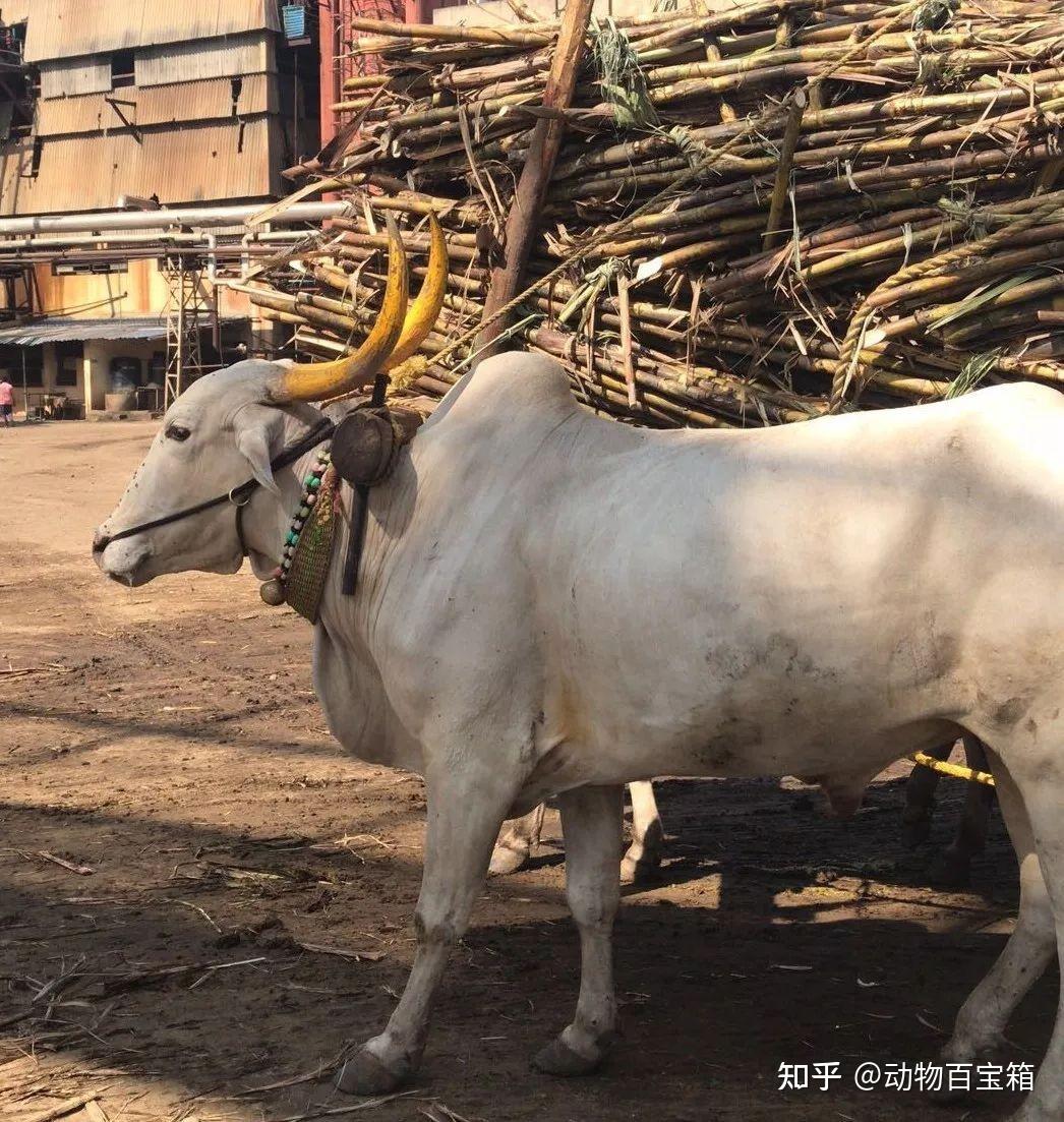 印度神牛”苏丹身价高达2.4亿卢比，配一次种5万！凭什么这么贵- 知乎