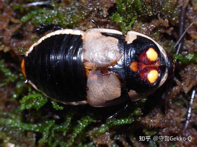蟑螂背后有白色花纹也没有翅膀头部的花纹像眼睛打死后臭臭的之前都没