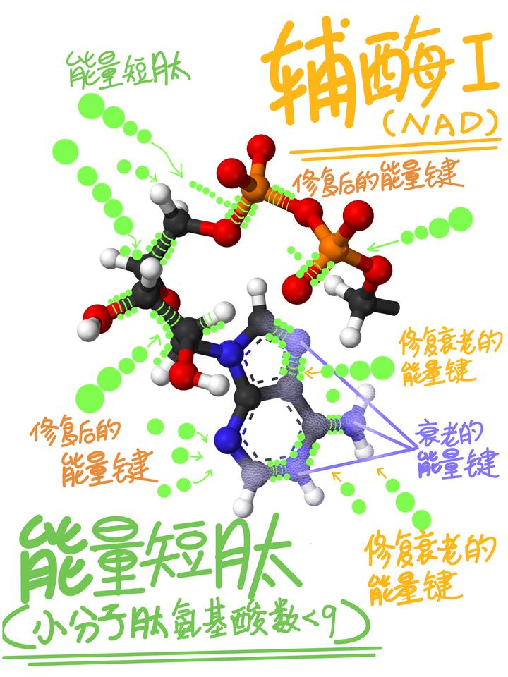 注射用辅酶I图片