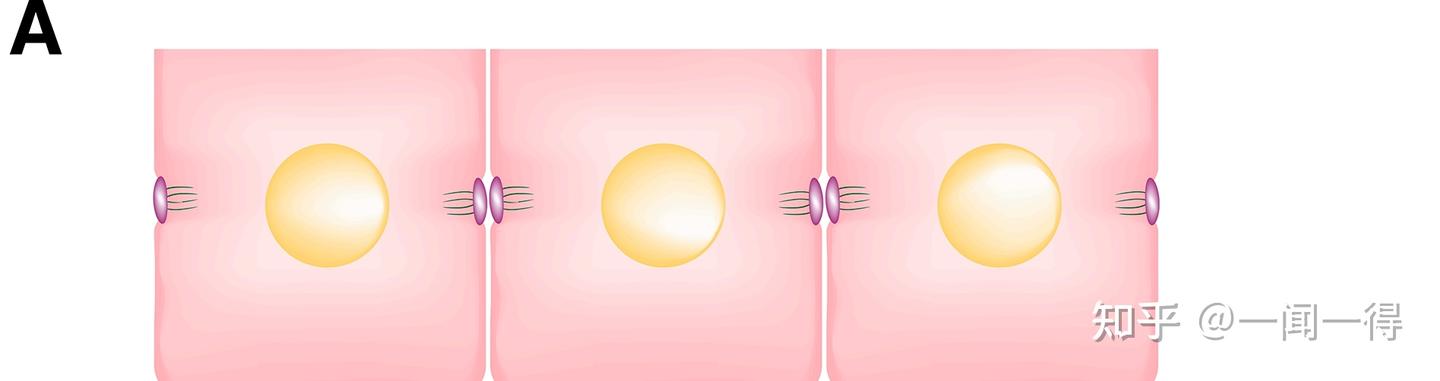 维生素 A 缺乏和细胞外基质改变 - 知乎