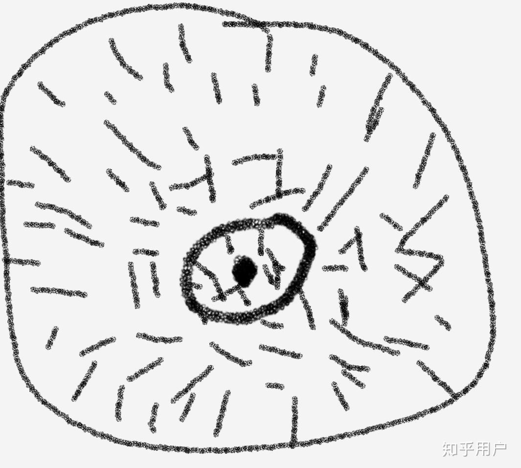 女性乳房上长毛正常吗