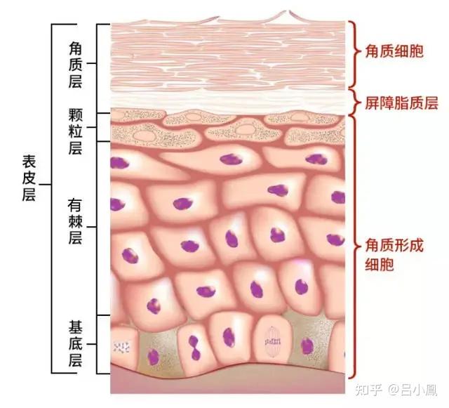 书籍分享4--《皮肤表观生理学》 - 知乎