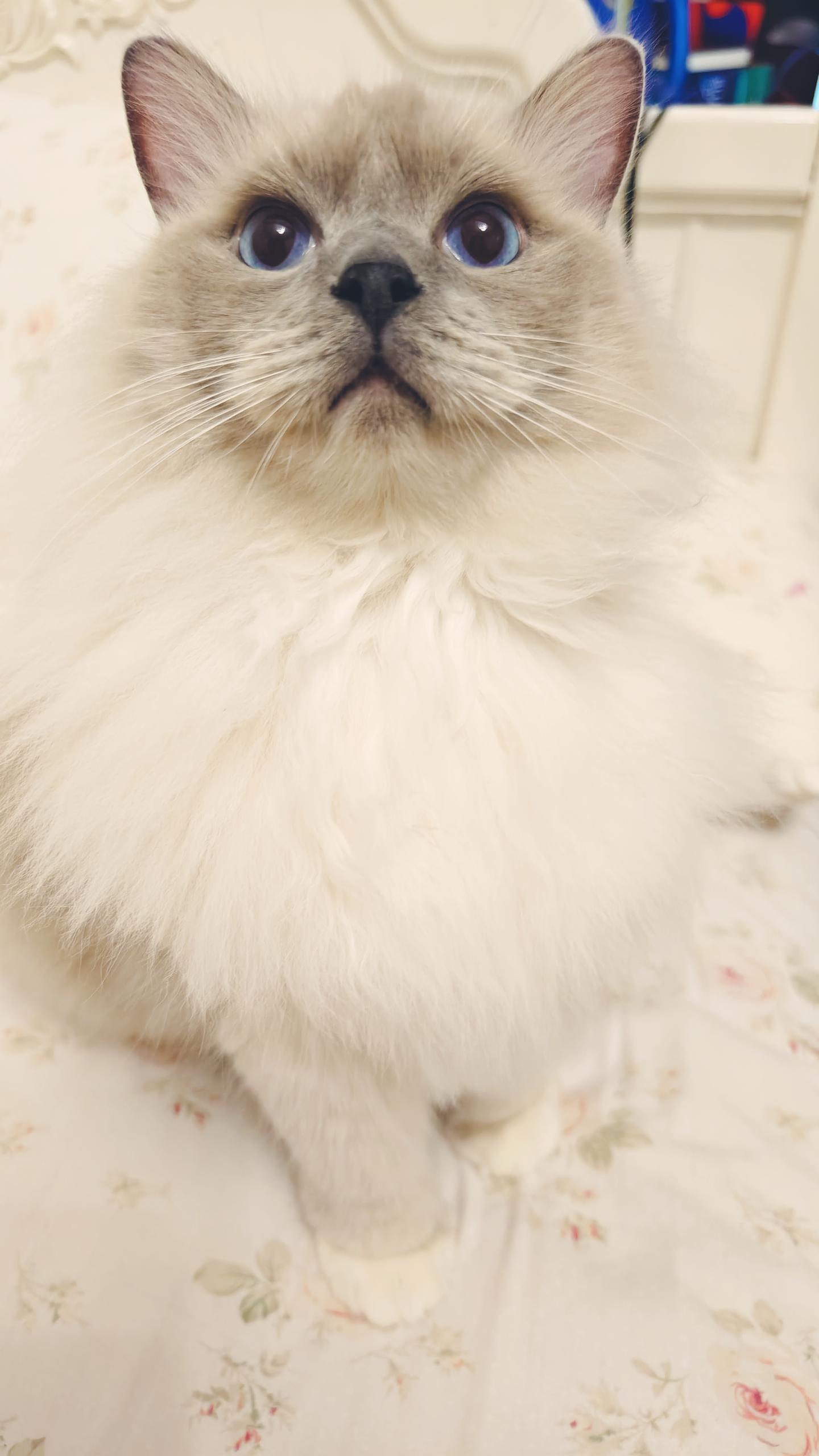 上班族可以养布偶猫吗？ - 知乎