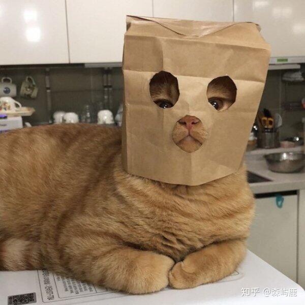 有没有猫咪戴着纸袋头套的头像哇?是一只橘猫,只露出了眼睛鼻子嘴巴