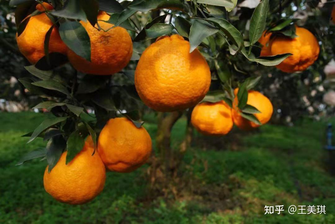 耙耙柑or丑柑?春见or不知火?傻傻分不清,它们到底有啥差别? - 知乎
