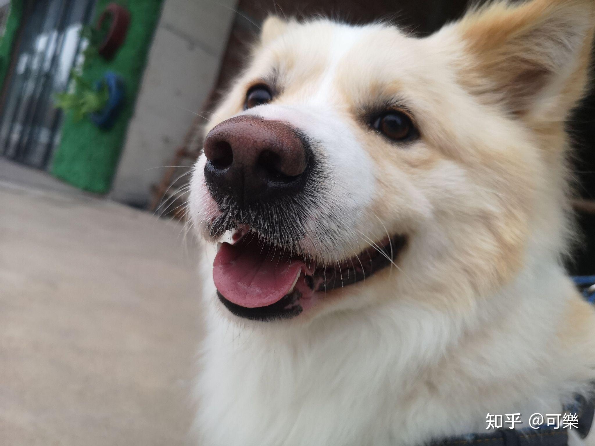 可以晒一下你们家狗狗的后脑勺吗