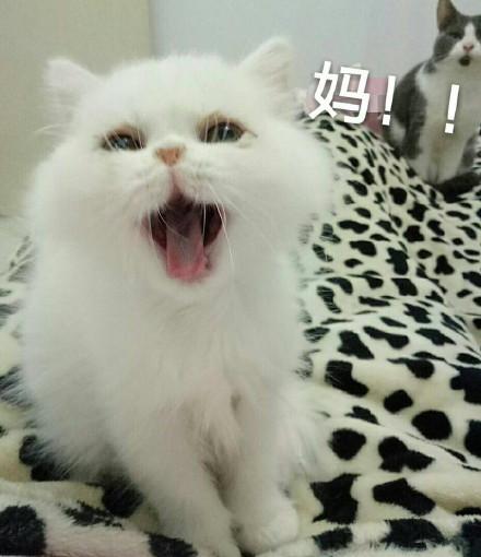 猫怀孕了需要注意些什么啊