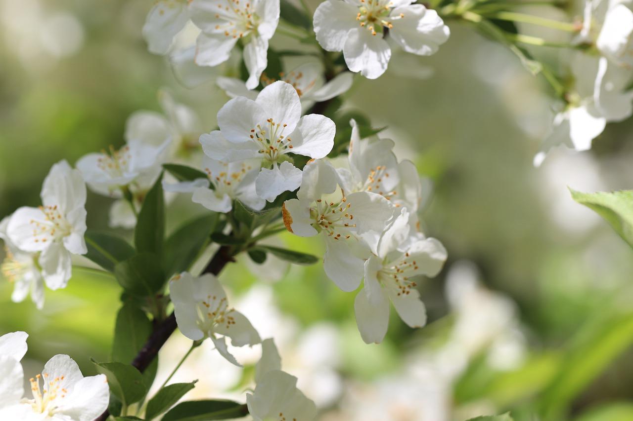 3. 促进新芽生长