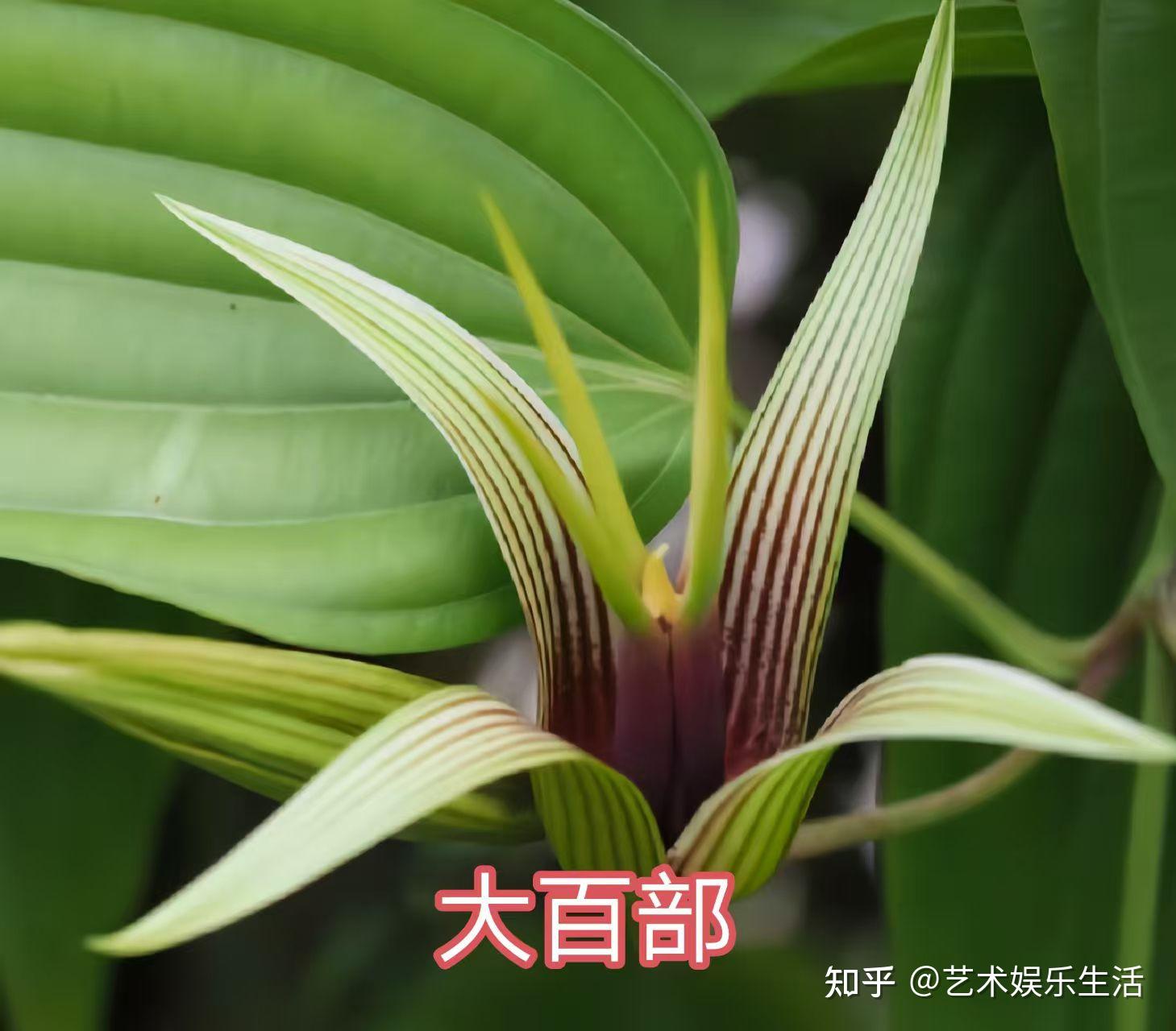 30种百部科植物的代表物种 - 知乎