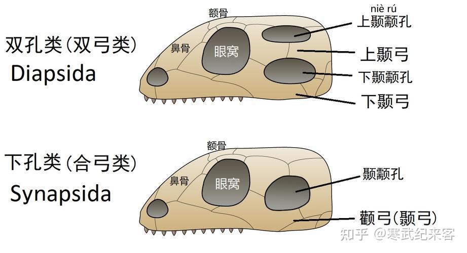 【鱼类的登陆6】一卵定天下,羊膜动物的崛起 - 知乎