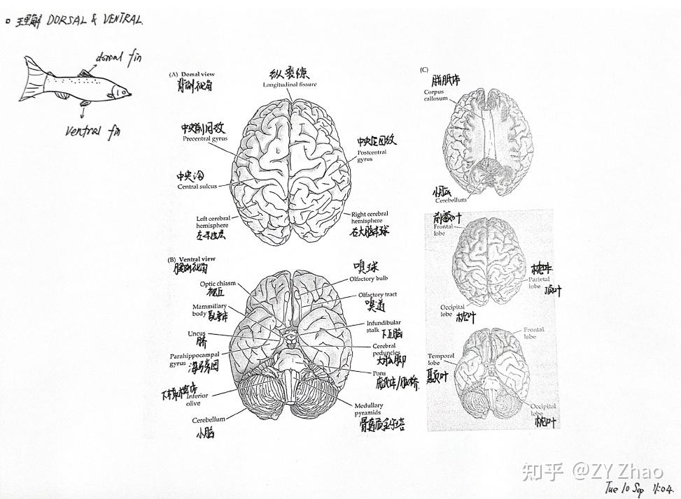 读《neuro science》day17