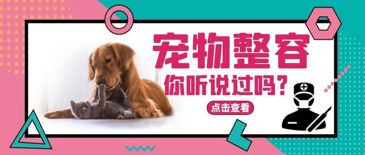 听过宠物美容 那你听说过宠物整容吗 知乎
