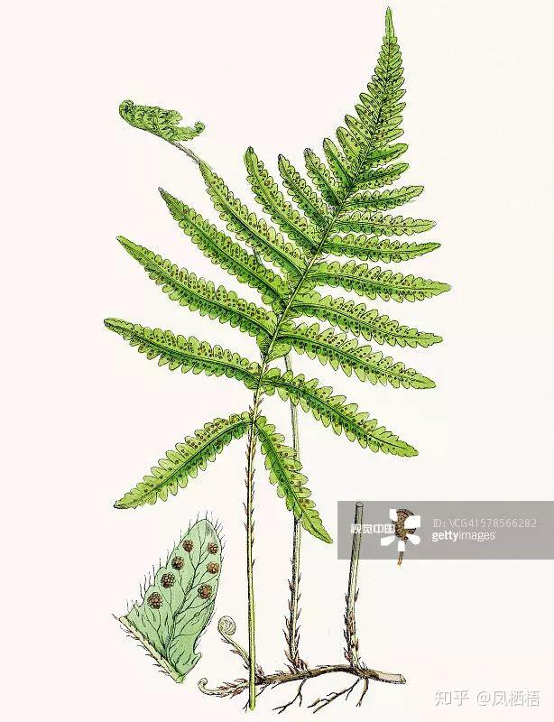 蕨类植物孢子如何发芽？ - 知乎