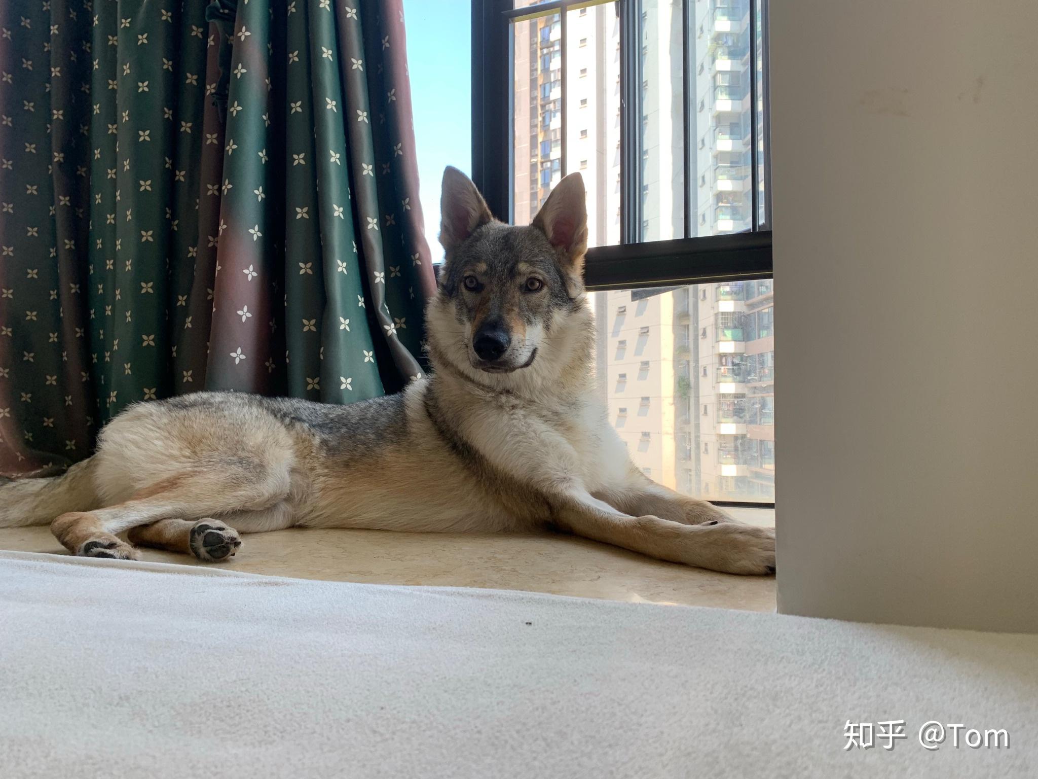 养捷克狼犬是怎样一种体验? - 知乎