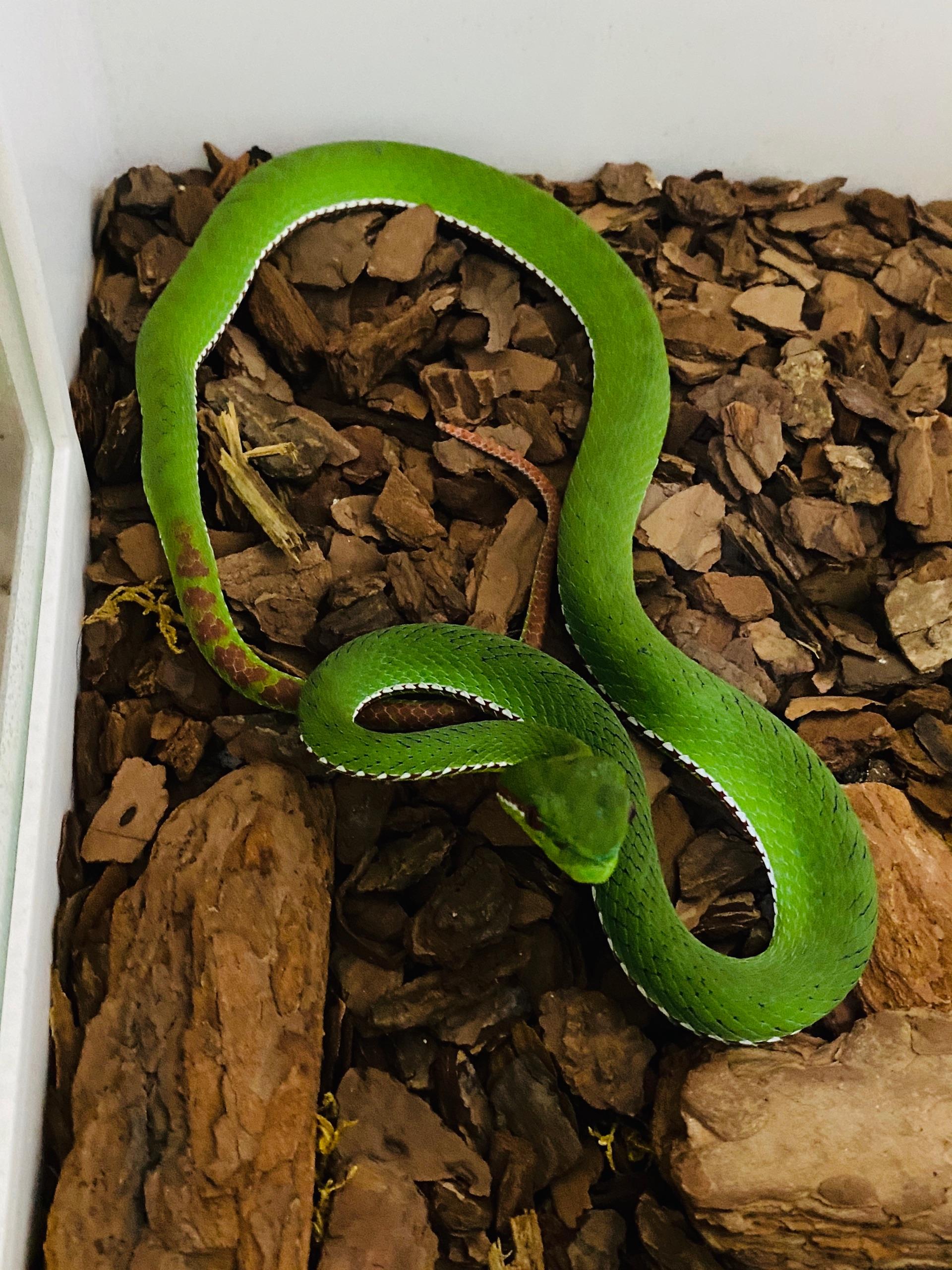 蛇可以只考尾巴尖站立么 像葫芦娃里面那样? - 知乎