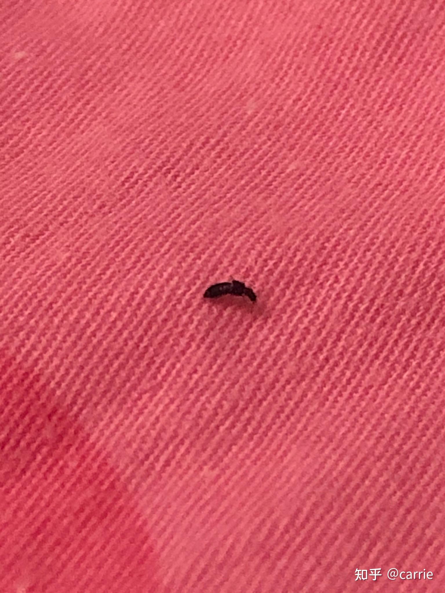 请问这是什么虫子 小 黑色 尾巴会卷曲 蠕动的爬? - 知乎