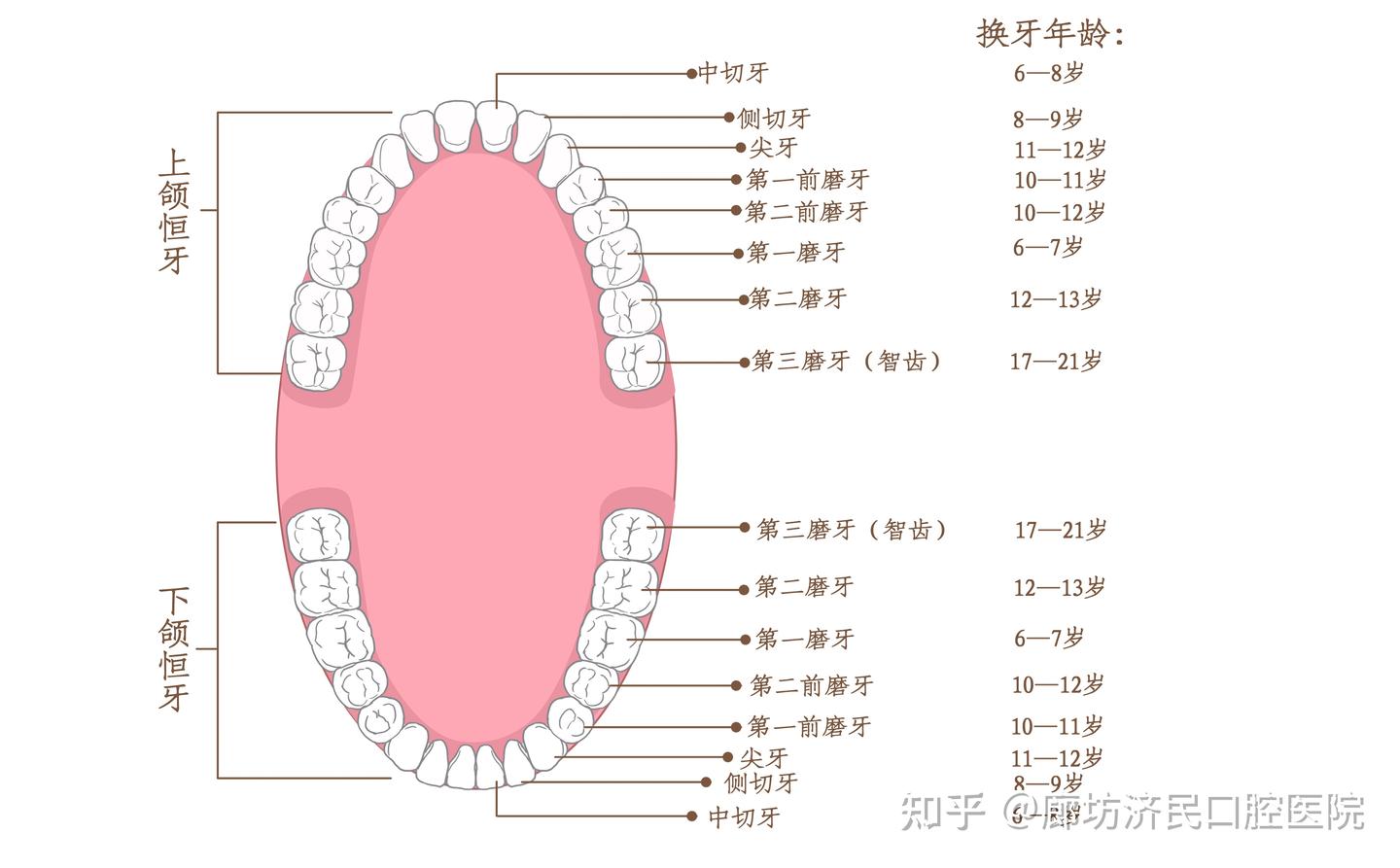 孩子新长的门牙“又大又难看”？别怕，先不用慌！ - 知乎