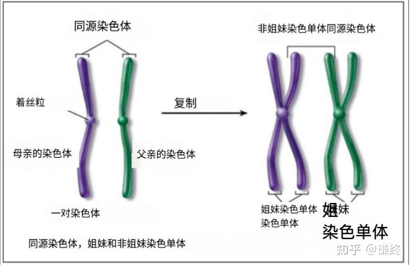 这个图片显示的人类多倍体和单倍体是不是错的?