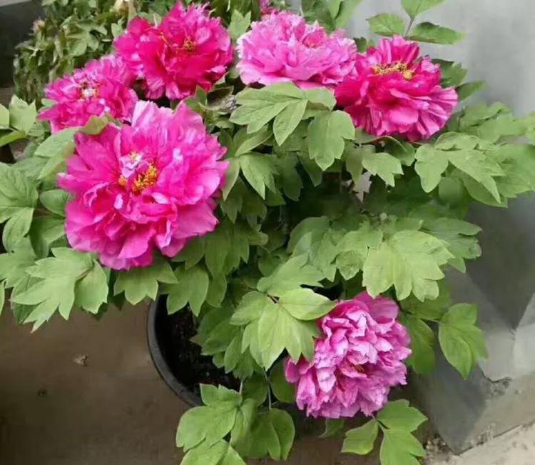 国色天香的富贵之花牡丹开花秘诀 知乎