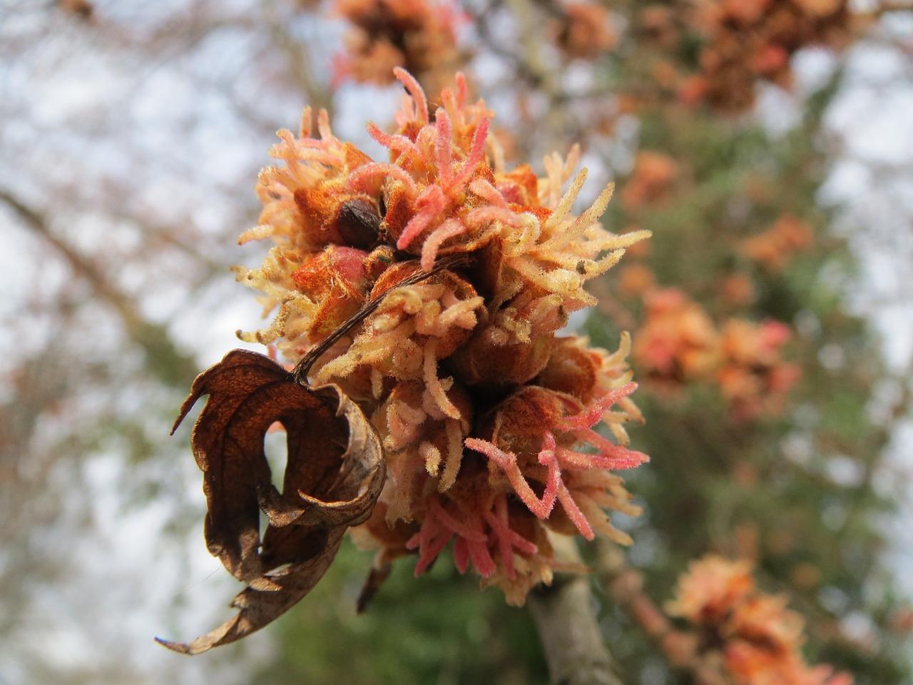 4. 白蜡木地板应用