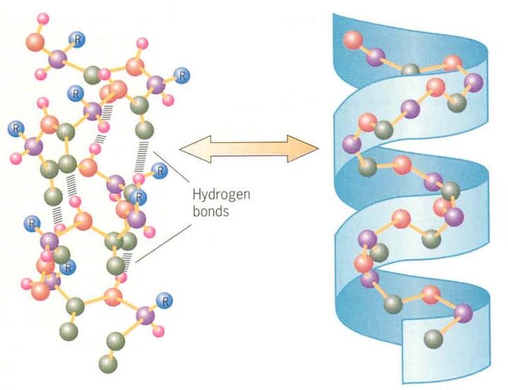 多肽合成，Hydrin 1 ([Arg8, Gly10, Lys11, Arg12]-Vasotocin)，Cys-Tyr-Ile-Gln ...