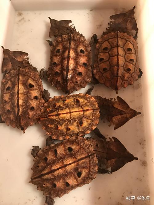 有谁养过玛塔龟吗新手求赐教希望有大神帮忙指导