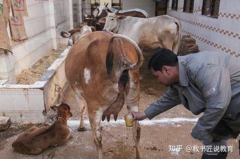 如何看待部分印度民众全身抹牛粪防新冠?这么做的原因是什么?