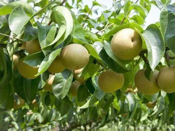 治疗梨树根结线虫喷施噻唑膦有用吗?梨树线虫病绿色灭虫用线翘翘 - 知乎